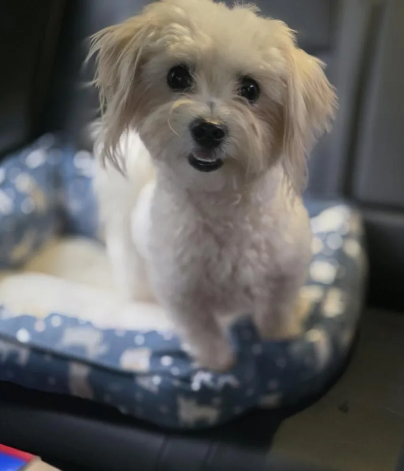 A young small-sized male Maltese dog named Wyatt for adoption in Bonifay, FL
