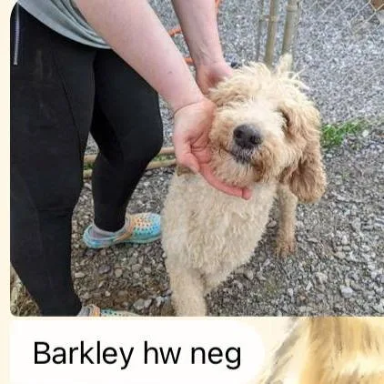 Ct Barkley thumbnail 3