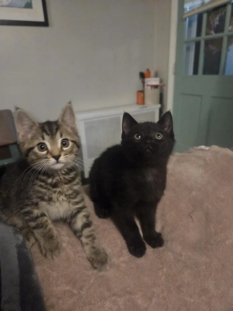 A baby small-sized male Black Domestic Short Hair cat named Squirrel for adoption in Henrico, VA