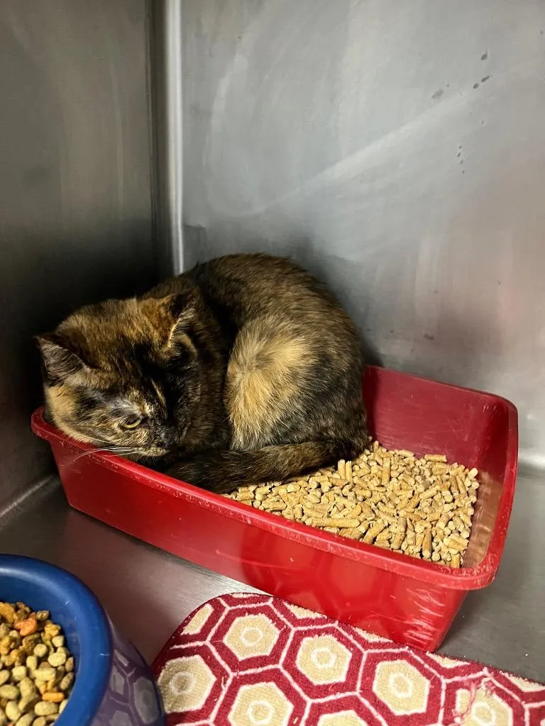 A young large-sized female Domestic Short Hair cat named Miss Priss for adoption in Hopkinsville, KY