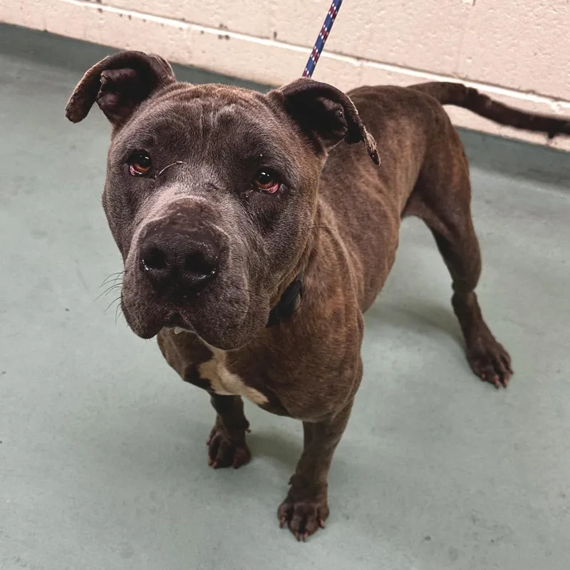 An adult large-sized male Brown / Chocolate Mixed Breed dog named Dior for adoption in Memphis, TN