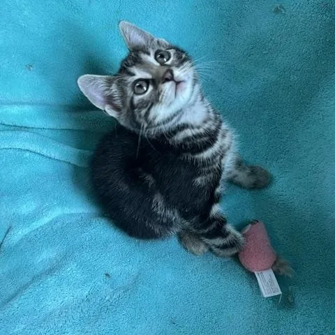 A baby medium-sized male Tabby (Brown / Chocolate) American Shorthair cat named Casey for adoption in Lemoyne, PA