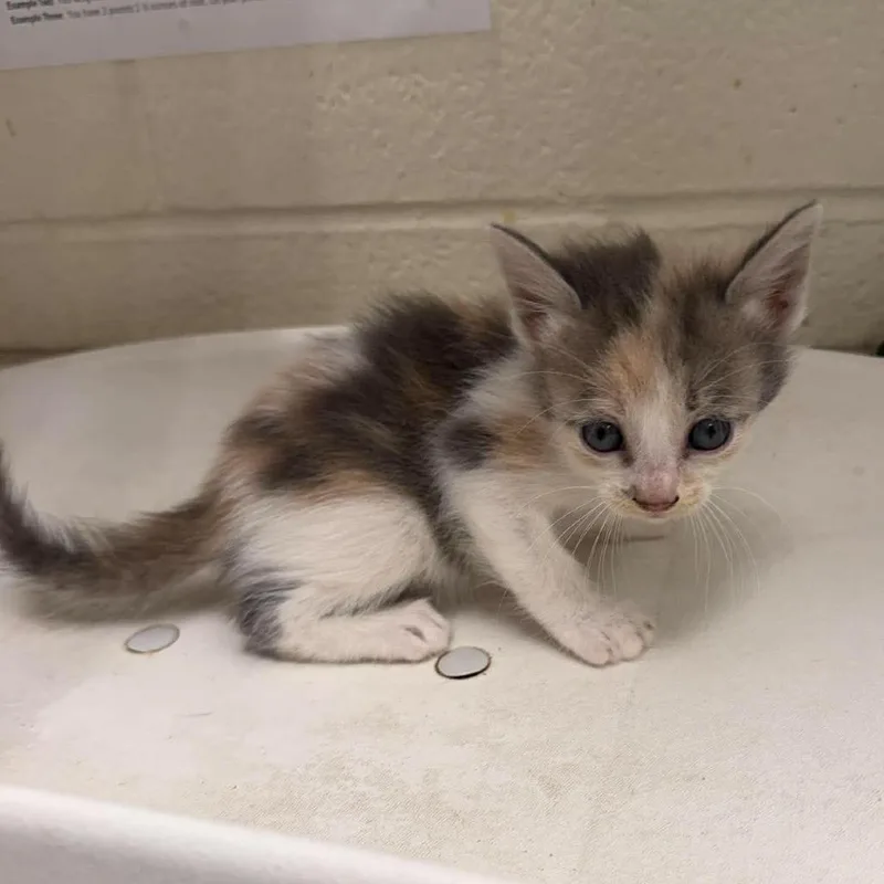 A baby small-sized female White Domestic Short Hair cat named Tawny for adoption in Bastrop, TX
