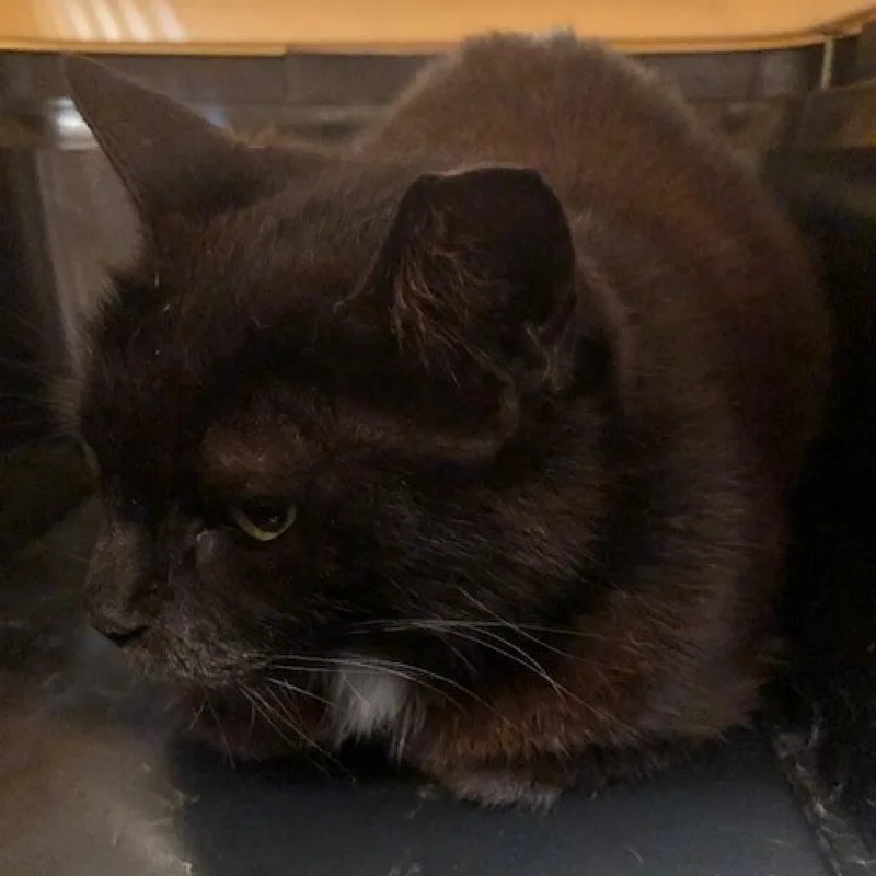 An adult medium-sized female Domestic Short Hair cat named Sugar for adoption in League City, TX