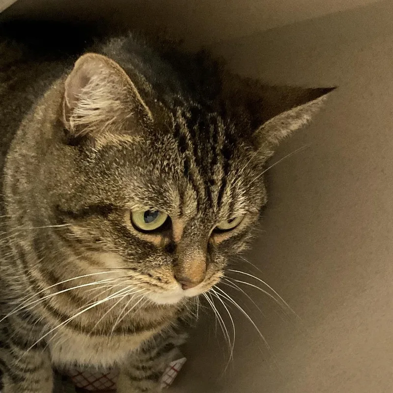 An adult large-sized female Brown / Chocolate Domestic Short Hair cat named Dewey for adoption in Redwood City, CA