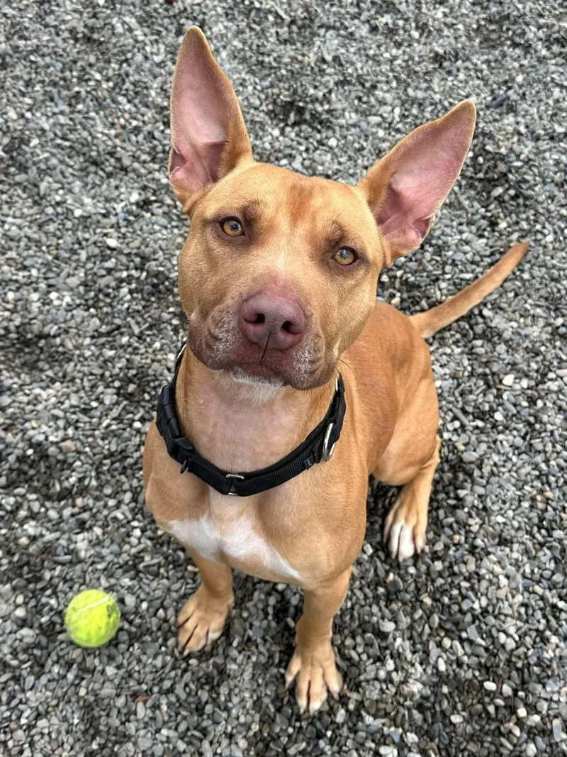 Dodger Lizman thumbnail 3