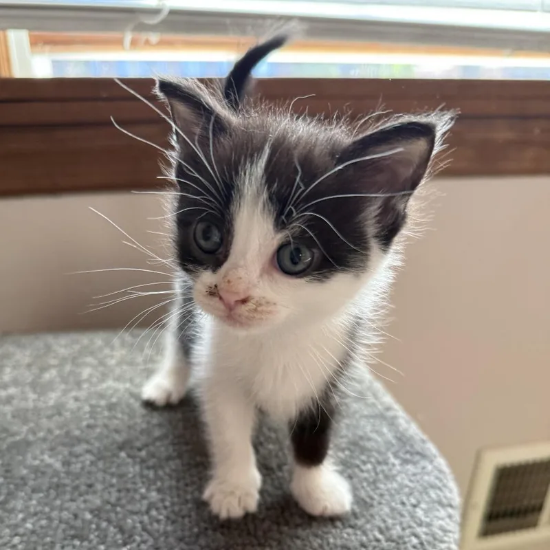 A baby small-sized male Black Domestic Short Hair cat named Bad Bunny for adoption in Pittsburgh, PA