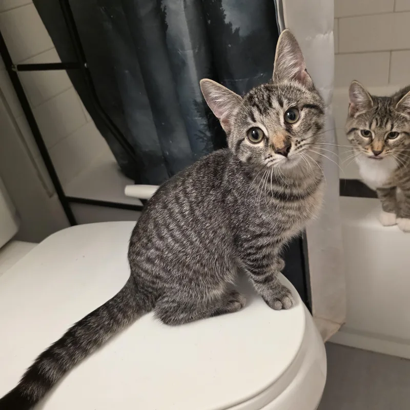 A baby medium-sized female Tabby (Brown / Chocolate) Domestic Short Hair cat named Mira for adoption in Moriches, NY
