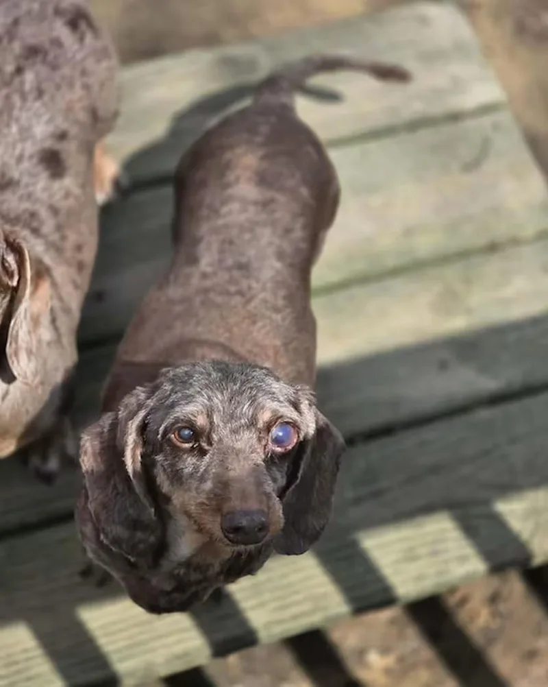 A senior small-sized female Brown / Chocolate Dachshund dog named Serenity for adoption in New York, NY