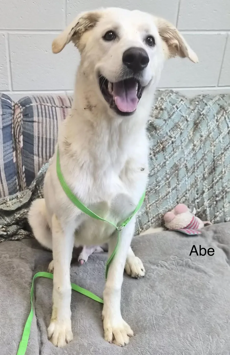 A young large-sized male German Shepherd Dog dog named Abe for adoption in Rome, GA