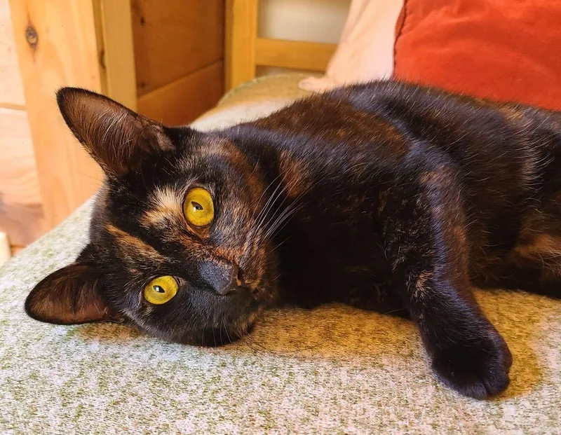An adult medium-sized female Tortoiseshell Domestic Short Hair cat named Lola for adoption in Ellijay, GA