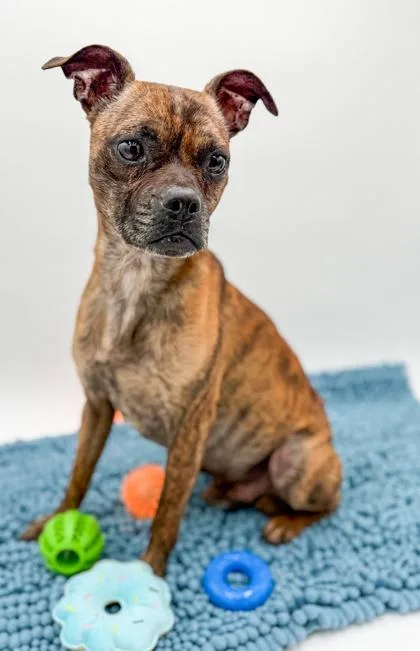 An adult small-sized male Chihuahua dog named Timmy for adoption in Bowling Green, KY