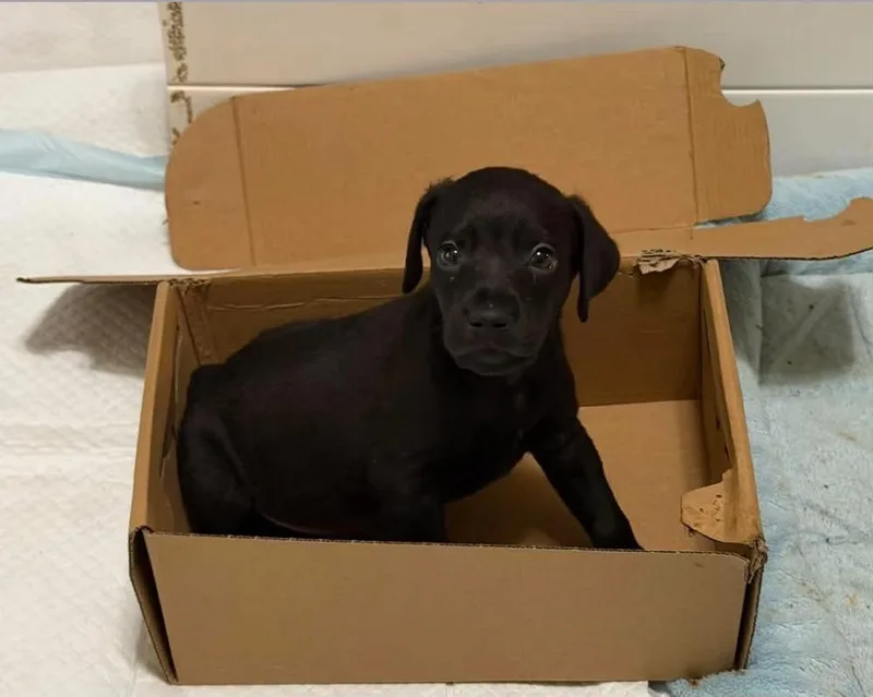 A baby medium-sized female Black Mountain Cur dog named Enya for adoption in Middletown, CT