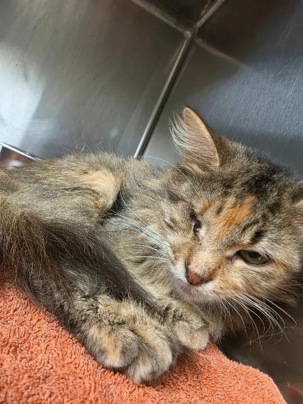 A young medium-sized female Tabby (Brown / Chocolate) Domestic Medium Hair cat named Wanda for adoption in Bluffton, IN