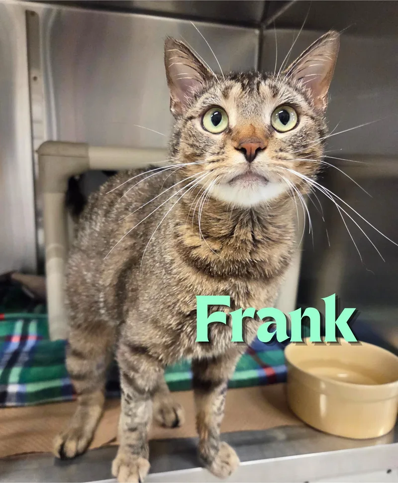 A young medium-sized male Tabby (Brown / Chocolate) Domestic Short Hair cat named Frank for adoption in Nevada, IA