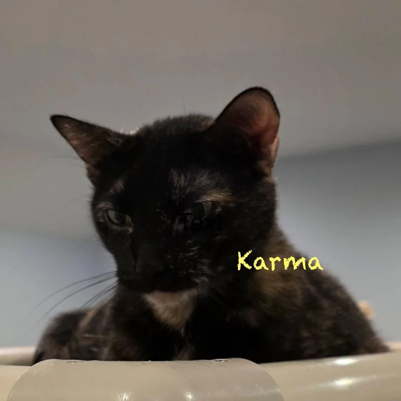 Karma Ii thumbnail 4