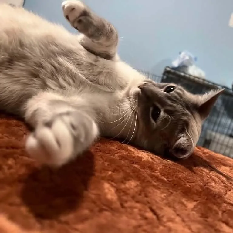 An adult large-sized female Gray / Blue / Silver Siamese cat named Remy for adoption in Antioch, CA