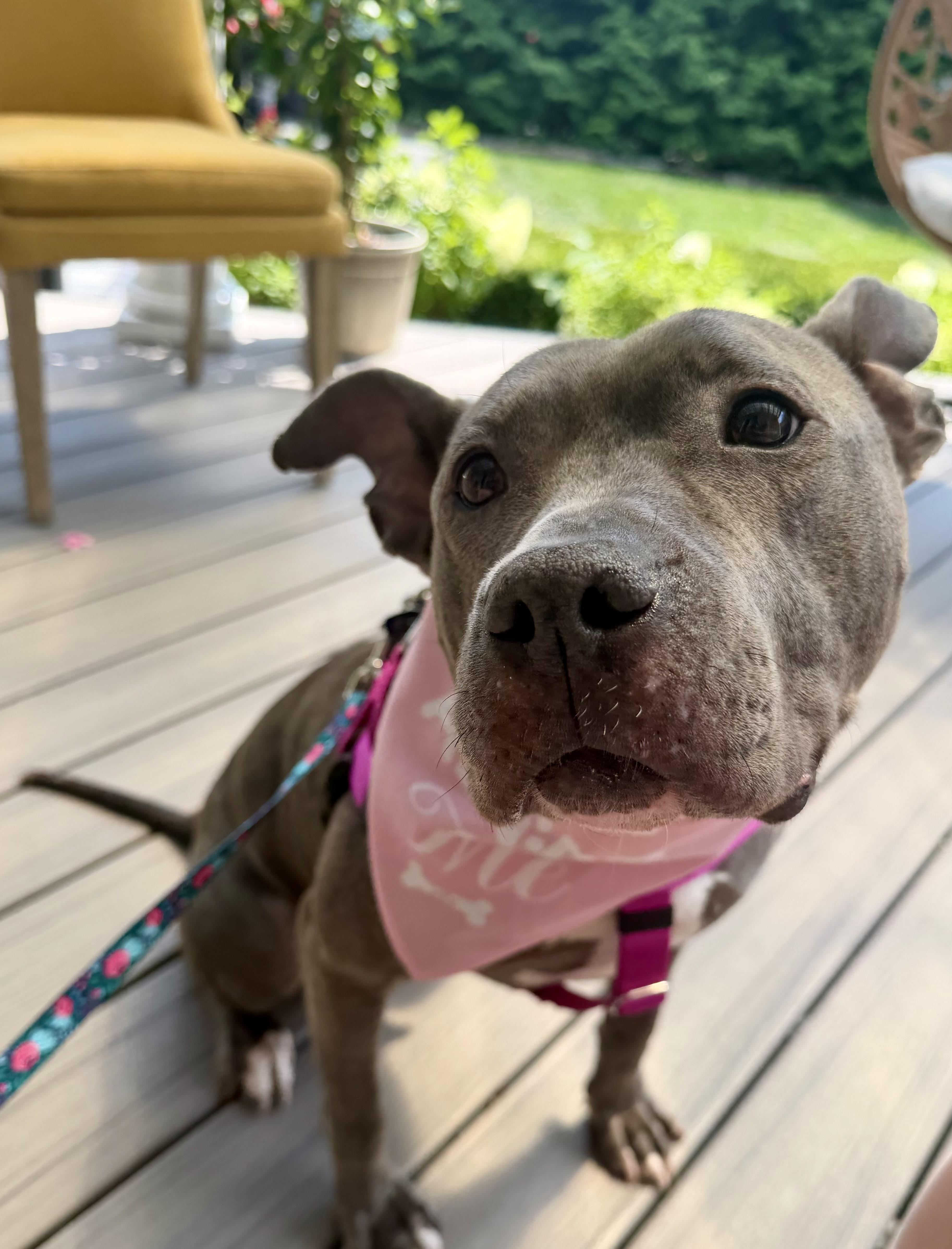 Gertrude