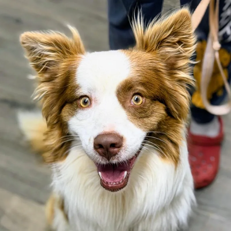 An adult medium-sized male Red / Chestnut / Orange Australian Shepherd dog named Evo for adoption in Brownsboro, AL