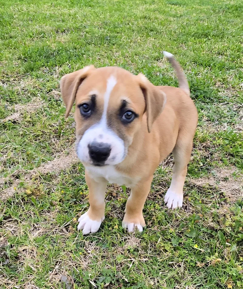 A baby medium-sized female Beagle dog named Copper for adoption in Plano, TX