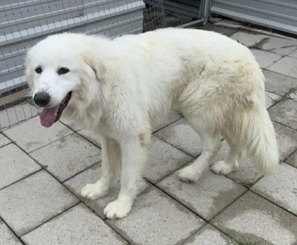 A young large-sized male White / Cream Great Pyrenees dog named Paxton for adoption in Spring, TX