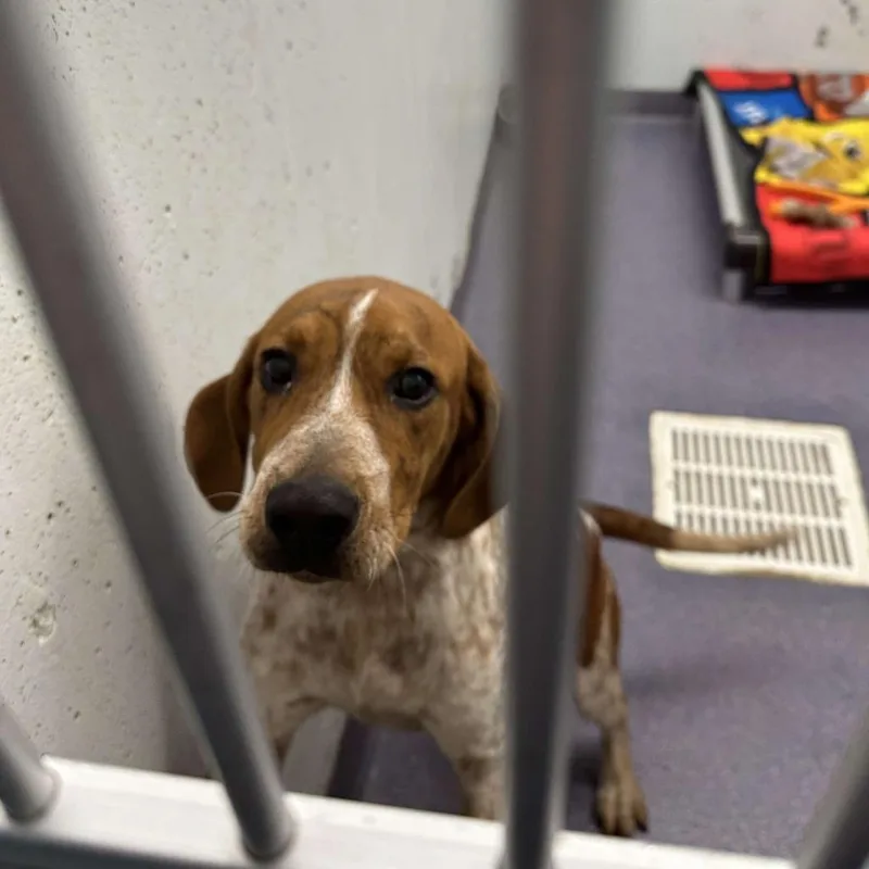 An adult medium-sized male Brown / Chocolate Mixed Breed dog named Barrel for adoption in Edwardsville, IL