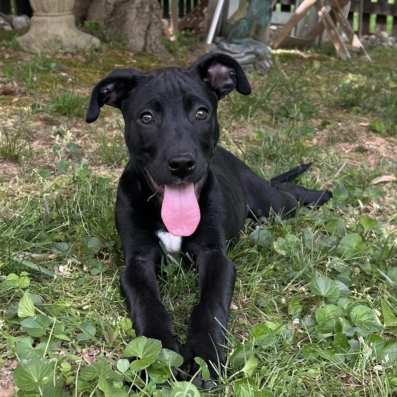 A baby medium-sized male Black Mixed Breed dog named Luffy for adoption in Columbia, MD