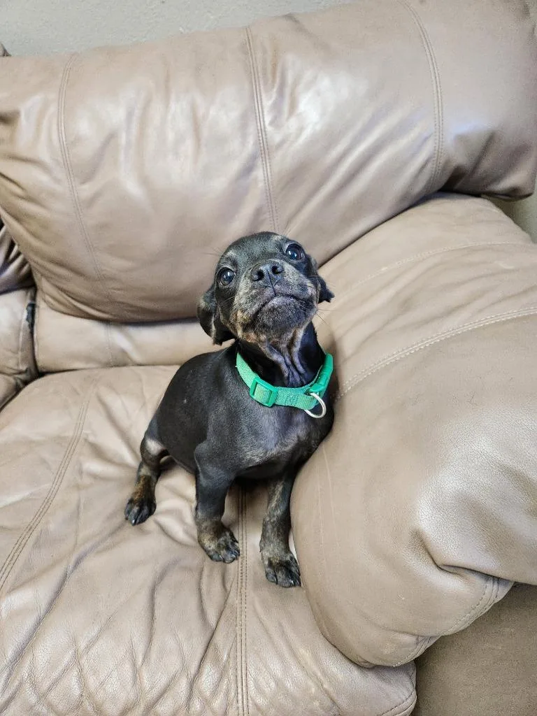 A baby small-sized male Dachshund dog named Cain for adoption in Fayetteville, TN