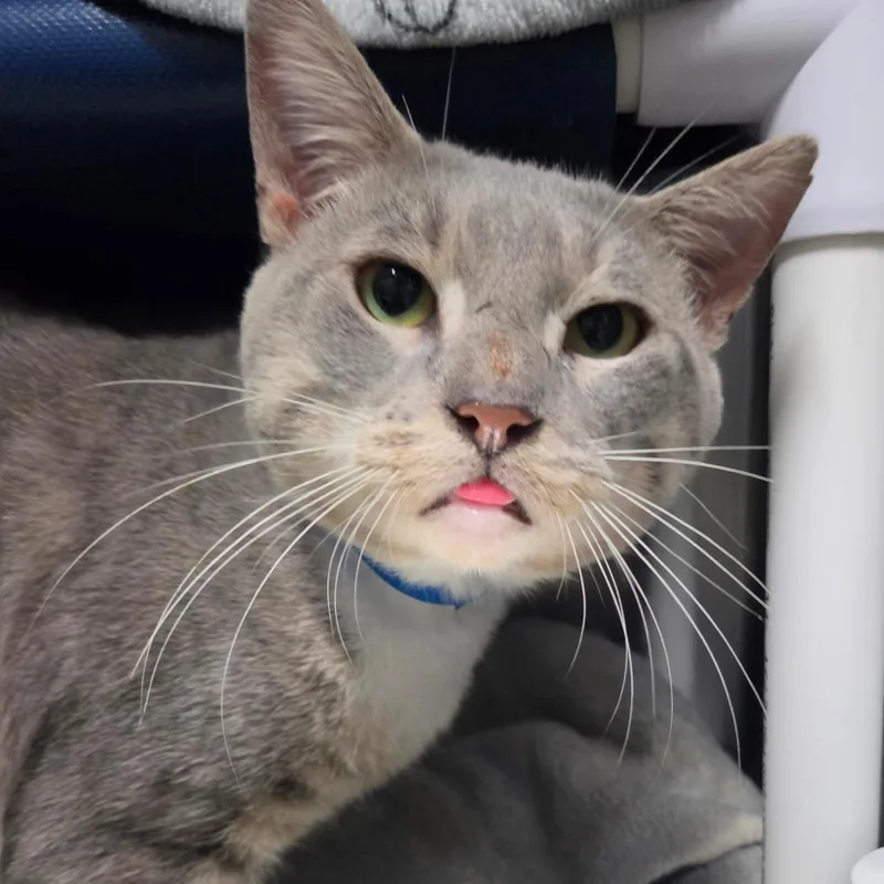 A young large-sized male Gray / Blue / Silver Domestic Short Hair cat named Duncan for adoption in Lakeland, FL