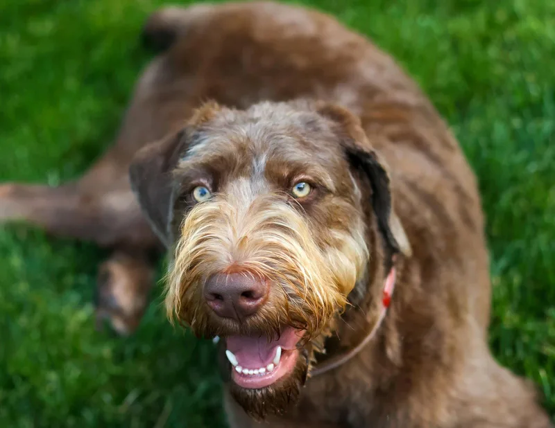 A young large-sized male Standard Poodle dog named Charlee Bucket for adoption in Alpharetta, GA