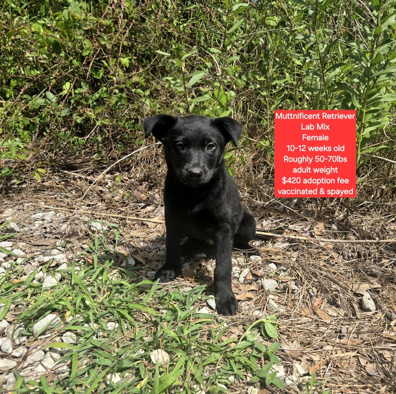 A baby large-sized female Black Labrador Retriever dog named Muttnificent Retriever for adoption in Oviedo, FL