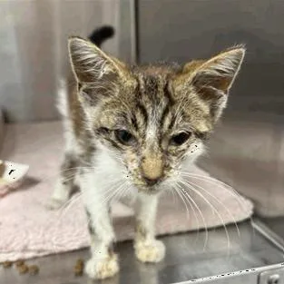 A baby small-sized male Domestic Short Hair cat named Herobrine for adoption in Indianapolis, IN