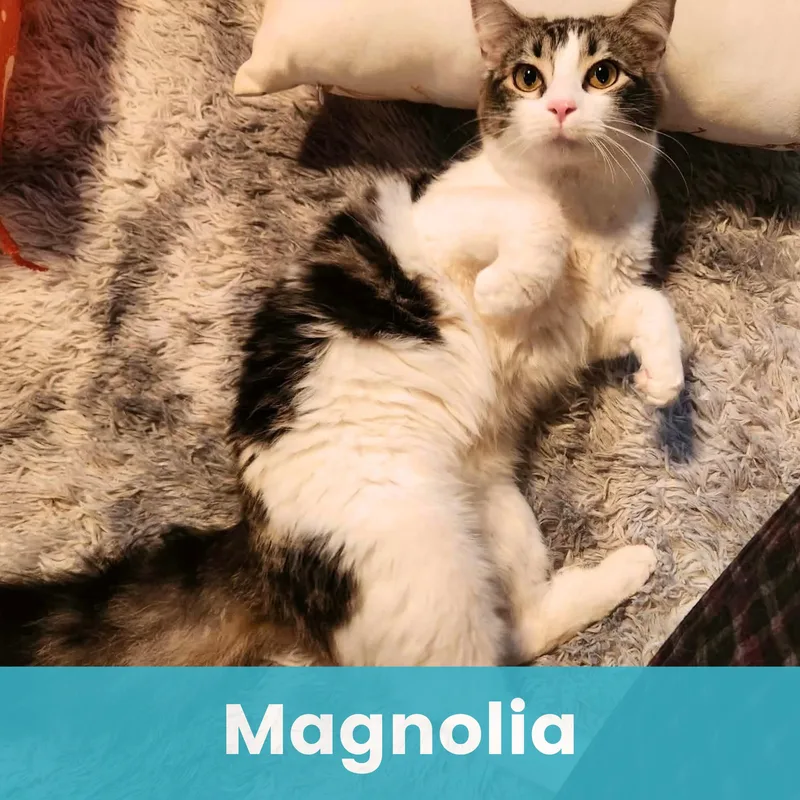 Magnolia thumbnail 2