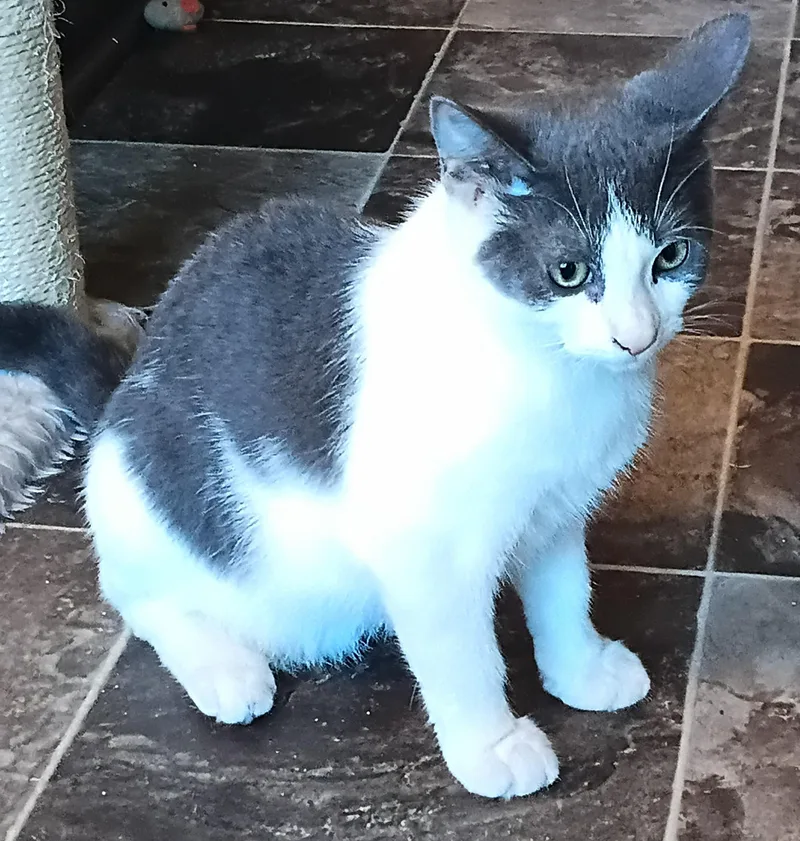 A young medium-sized male Domestic Short Hair cat named Joey for adoption in Franklinville, NJ