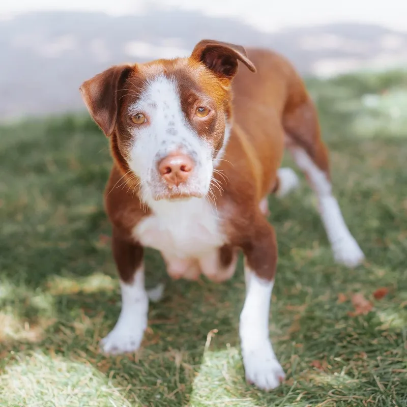 An adult medium-sized female Terrier dog named Pipp for adoption in Northbrook, IL