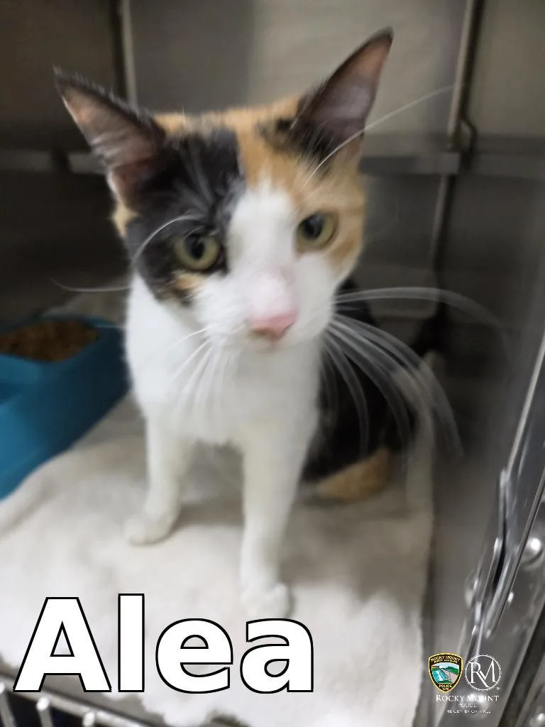 Alea