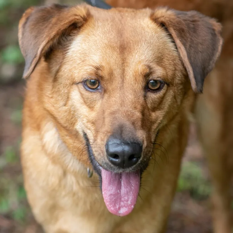 An adult small-sized male Brown / Chocolate Retriever dog named Rosco for adoption in Bartlett, TN