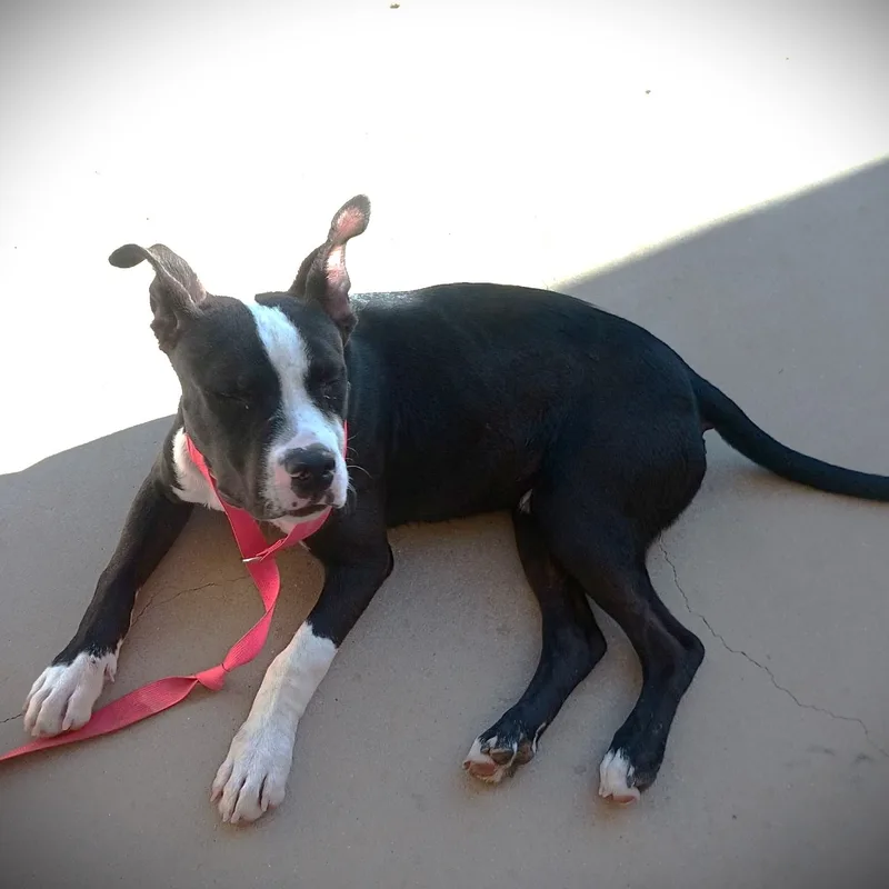 Charlie "peanut" Brown thumbnail 2