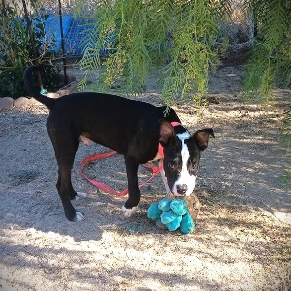 Charlie "peanut" Brown thumbnail 3