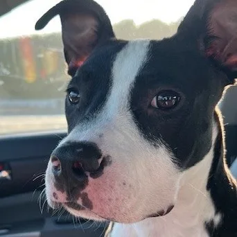 Charlie "peanut" Brown thumbnail 5