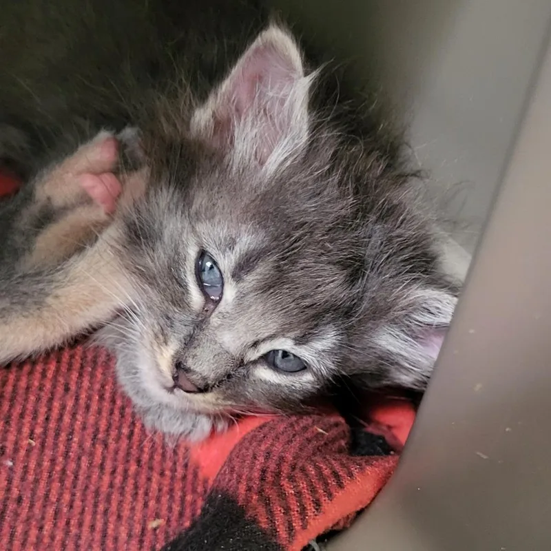 A baby small-sized female Gray / Blue / Silver Domestic Short Hair cat named Concord for adoption in Kanab, UT