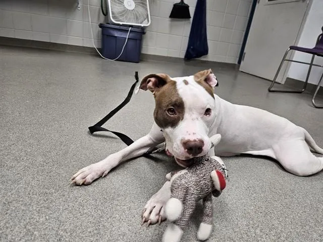 A young medium-sized female Boxer dog named Bella Capri for adoption in Omaha, NE