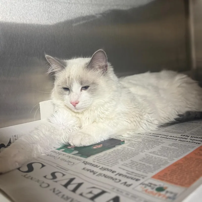 A young medium-sized male White Domestic Long Hair cat named Tweet for adoption in Pauls Valley, OK