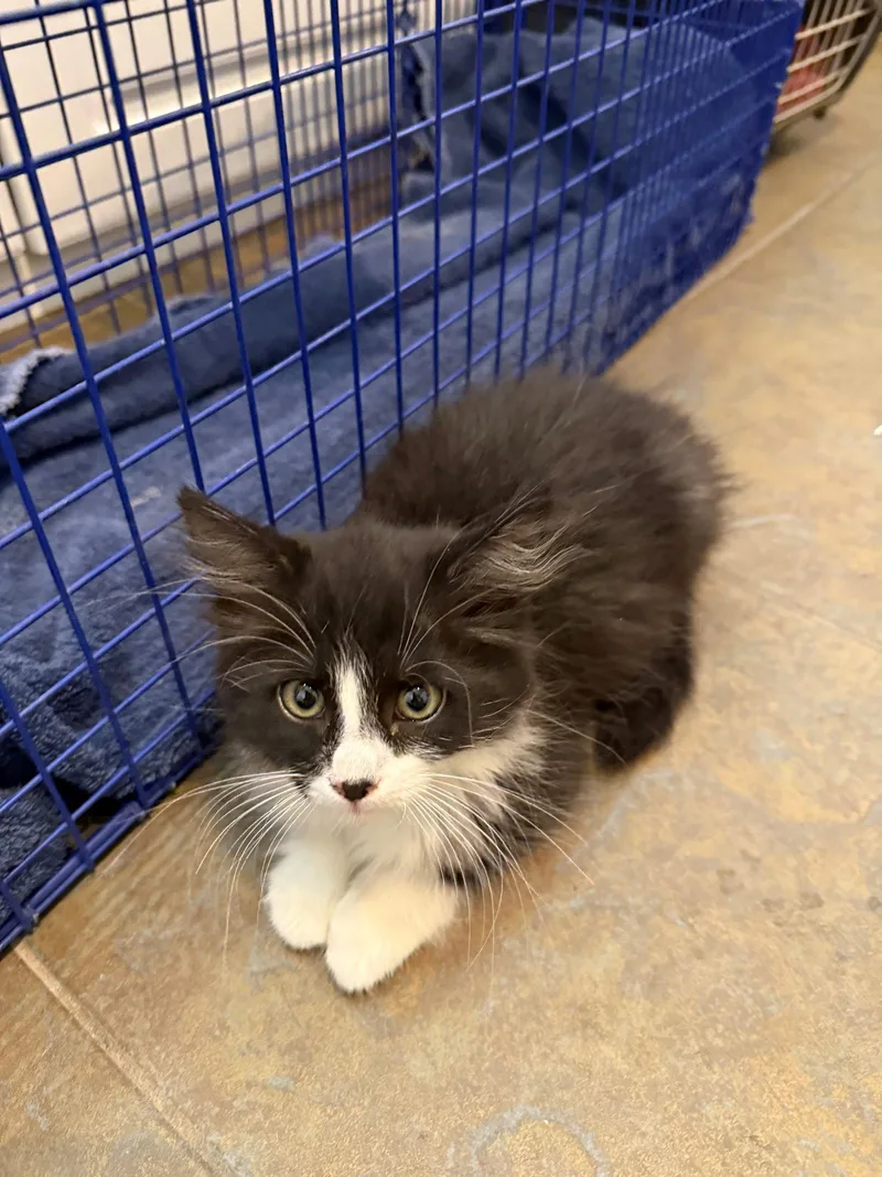 A baby medium-sized female Black & White / Tuxedo Domestic Long Hair cat named Violet for adoption in Glendale, AZ