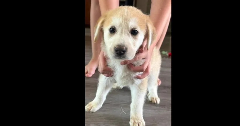 A baby small-sized female White / Cream Labrador Retriever dog named Snowflake Crew: Scout for adoption in Dallas, TX
