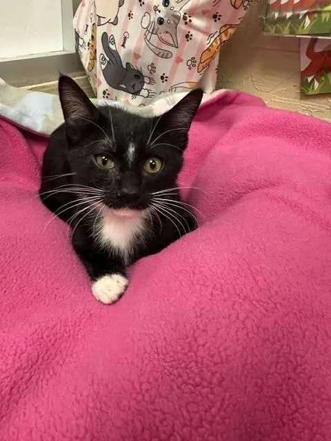 A baby small-sized male Black & White / Tuxedo Domestic Short Hair cat named Clyde for adoption in Parlier, CA
