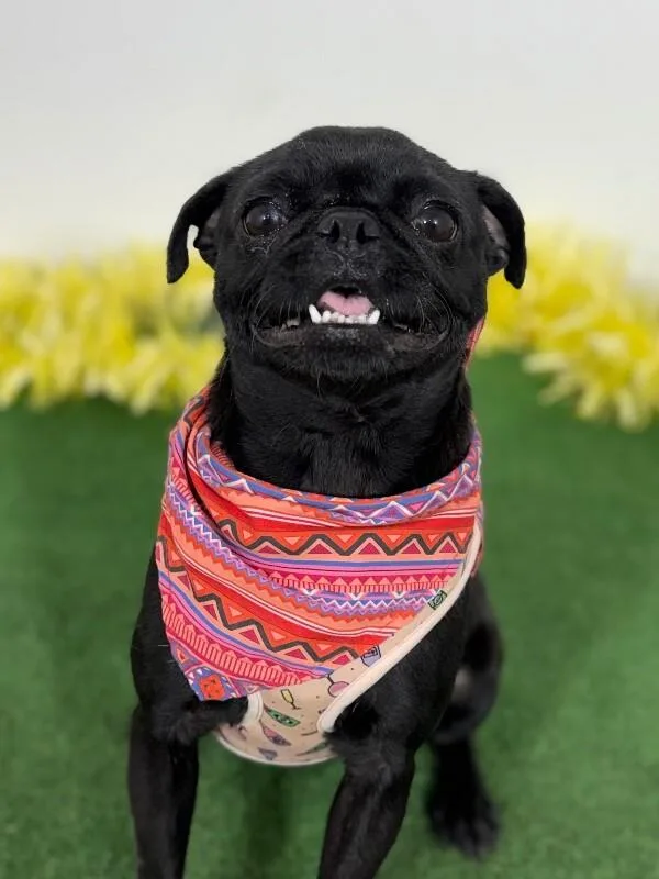 A young small-sized female Black Pug dog named Banana for adoption in Carlsbad, CA