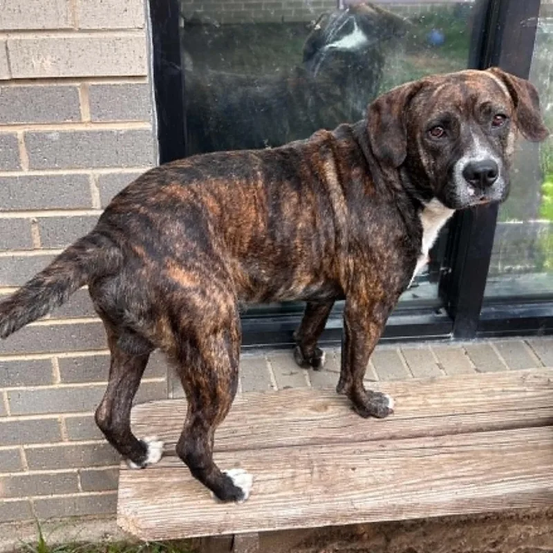 A young medium-sized male Brindle Boxer dog named Castiel for adoption in The Colony, TX