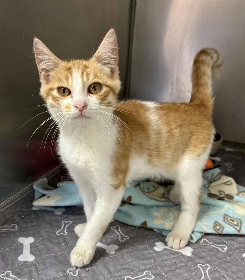 A baby small-sized male Orange & White Domestic Short Hair cat named Frankie for adoption in Rochester, IN