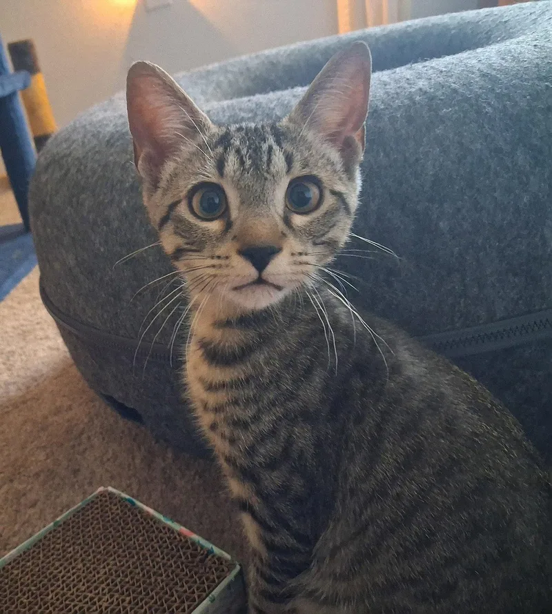 A young medium-sized male Domestic Short Hair cat named Duke for adoption in Crossville, TN